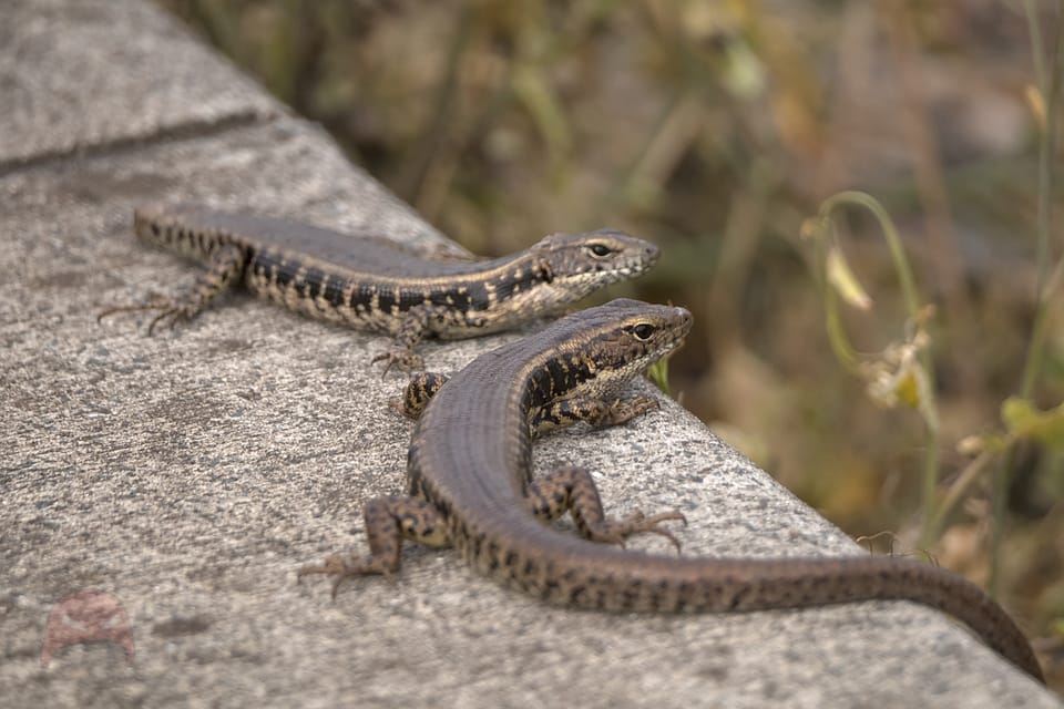 Two lizards sit on a concrete path looking out to the right. One of the lizards has lost its tail