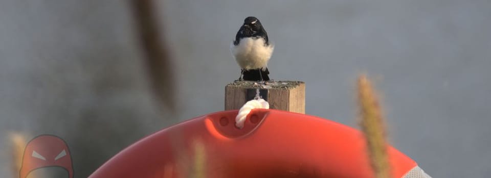 Alexa, fix my disability